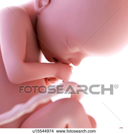 Picture - Human foetus age 22 weeks. Fotosearch