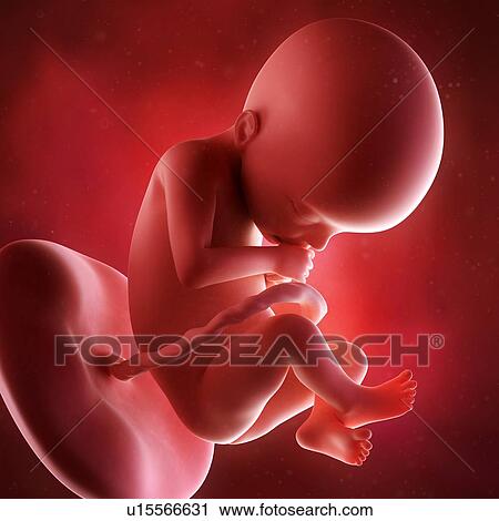 Human foetus age 22 weeks View Large Photo Image Stock Image - Human foetus age 22 weeks. Fotosearch
