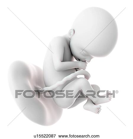 Stock Photo - Human foetus age 22 weeks. Fotosearch