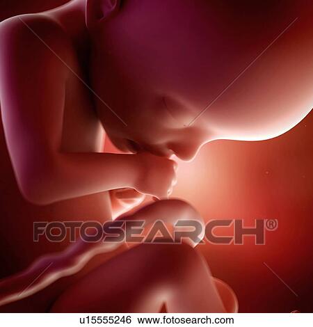 Human foetus age 22 weeks View Large Photo Image Stock Photograph - Human foetus age 22 weeks. Fotosearch