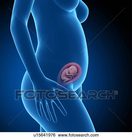Stock Photograph - Human foetus age 22 weeks. Fotosearch