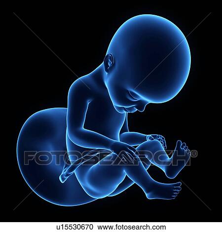 Stock Image - Human foetus age 23 weeks. Fotosearch