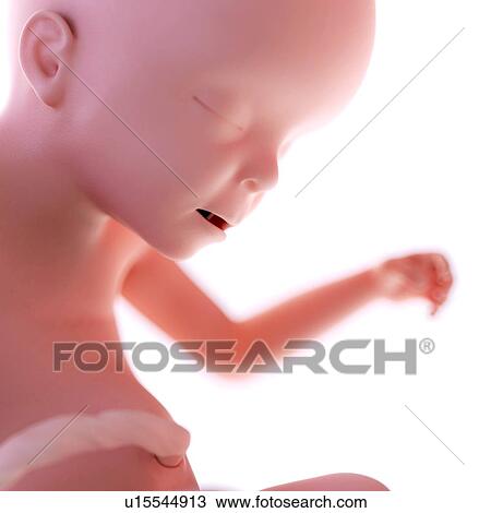 Stock Image - Human foetus age 23 weeks. Fotosearch