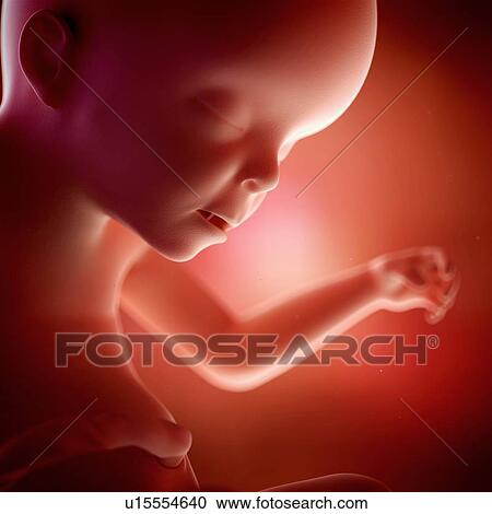Human foetus age 23 weeks View Large Photo Image Stock Image - Human foetus age 23 weeks. Fotosearch