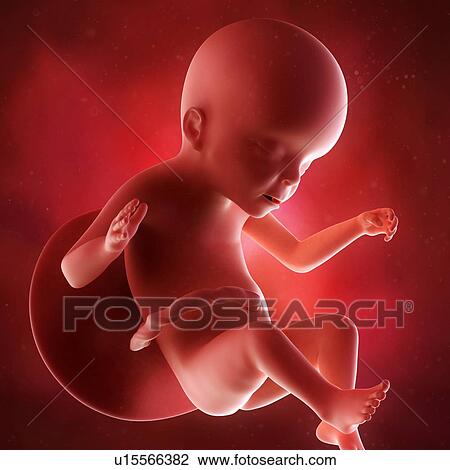 Stock Image - Human foetus age 23 weeks. Fotosearch