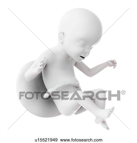 Stock Photo - Human foetus age 23 weeks. Fotosearch