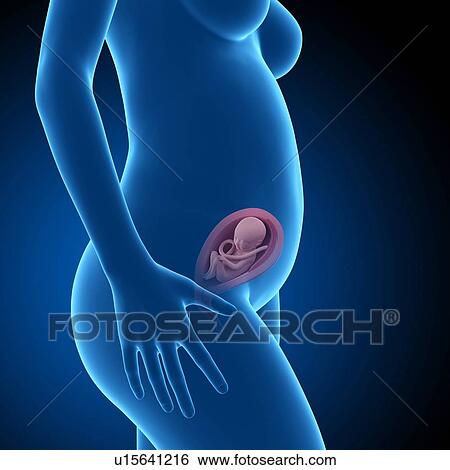 Stock Photograph - Human foetus age 23 weeks. Fotosearch