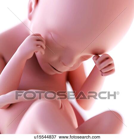 Stock Photo - Human foetus age 24 weeks. Fotosearch