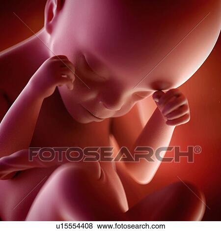 Stock Photo - Human foetus age 24 weeks. Fotosearch