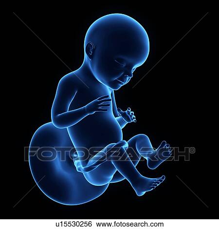 Human foetus age 24 weeks View Large Photo Image Stock Photograph - Human foetus age 24 weeks. Fotosearch