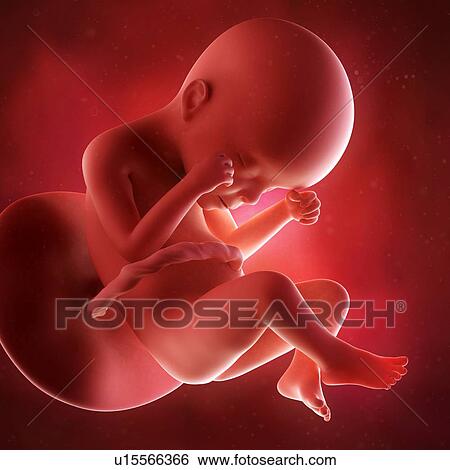 Human foetus age 24 weeks View Large Photo Image Stock Photograph - Human foetus age 24 weeks. Fotosearch