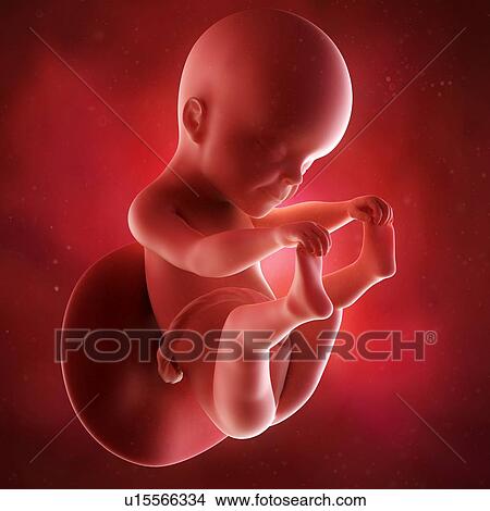 Picture - Human foetus age 25 weeks. Fotosearch