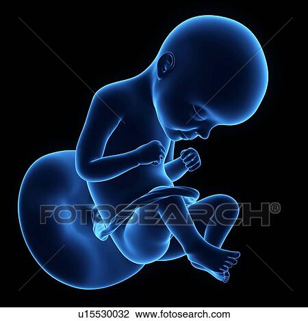 Human foetus age 25 weeks View Large Photo Image Stock Image - Human foetus age 25 weeks. Fotosearch