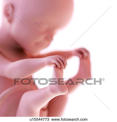 Human foetus age 25 weeks View Large Photo Image Stock Image - Human foetus age 25 weeks. Fotosearch