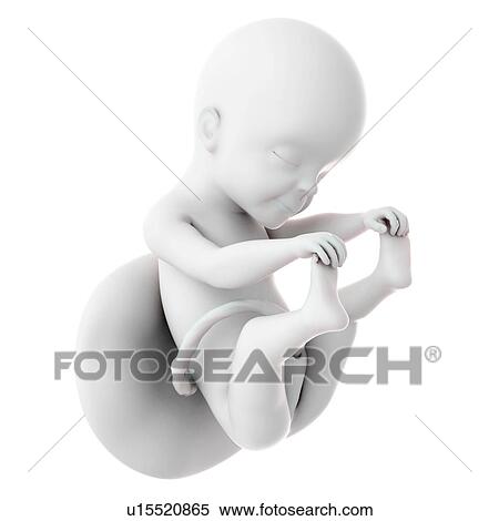 Human foetus age 25 weeks View Large Photo Image Stock Photography - Human foetus age 25 weeks. Fotosearch
