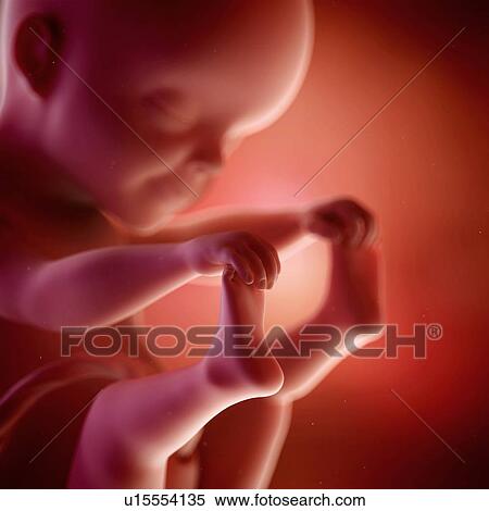 Stock Photography - Human foetus age 25 weeks. Fotosearch