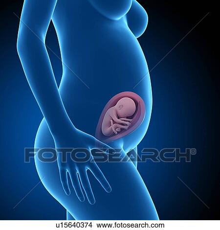 Picture - Human foetus age 26 weeks. Fotosearch