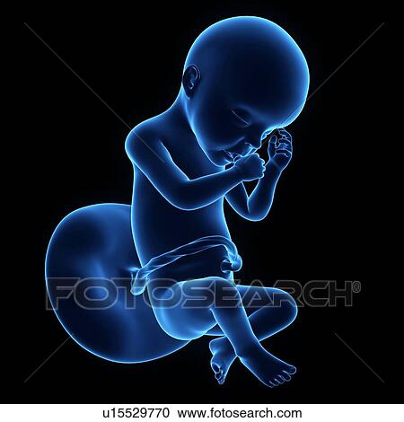 Human foetus age 26 weeks View Large Photo Image Stock Image - Human foetus age 26 weeks. Fotosearch