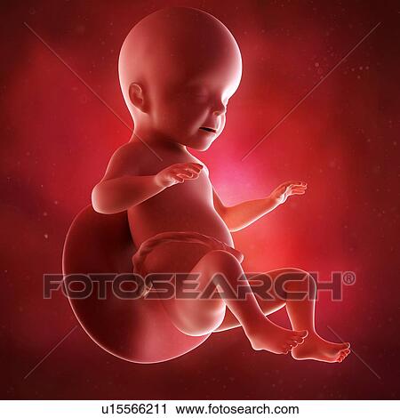 Stock Image - Human foetus age 26 weeks. Fotosearch