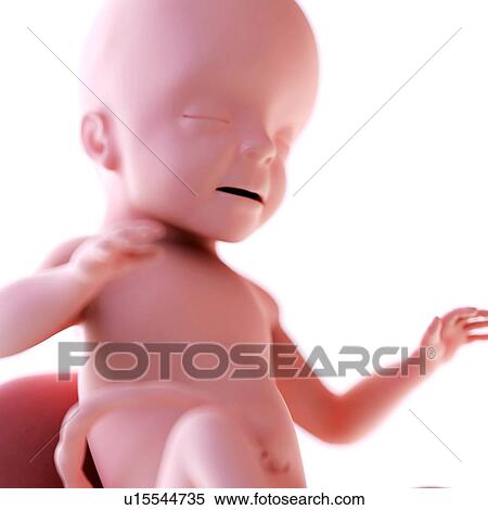 Stock Photography - Human foetus age 26 weeks. Fotosearch