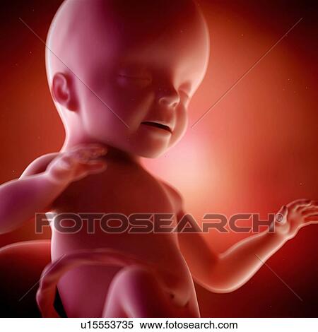Stock Photography - Human foetus age 26 weeks. Fotosearch