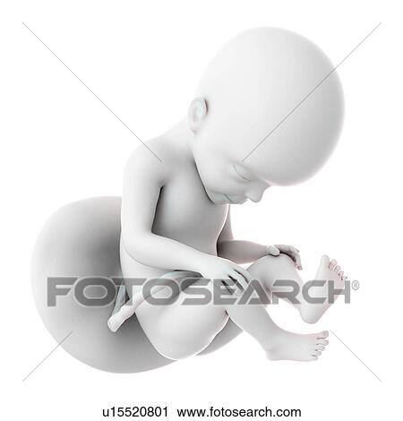 Human foetus age 27 weeks View Large Photo Image Stock Image - Human foetus age 27 weeks. Fotosearch