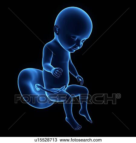 Stock Image - Human foetus age 27 weeks. Fotosearch