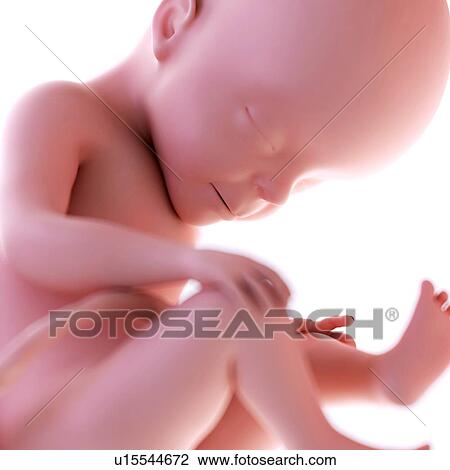 Human foetus age 27 weeks View Large Photo Image Stock Image - Human foetus age 27 weeks. Fotosearch
