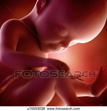 Stock Photo - Human foetus age 27 weeks. Fotosearch