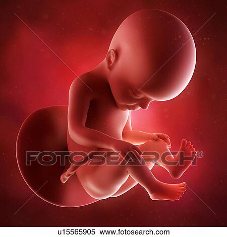 Human foetus age 27 weeks View Large Photo Image Stock Photography - Human foetus age 27 weeks. Fotosearch