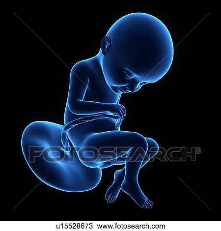 Human foetus age 28 weeks View Large Photo Image Stock Image - Human foetus age 28 weeks. Fotosearch
