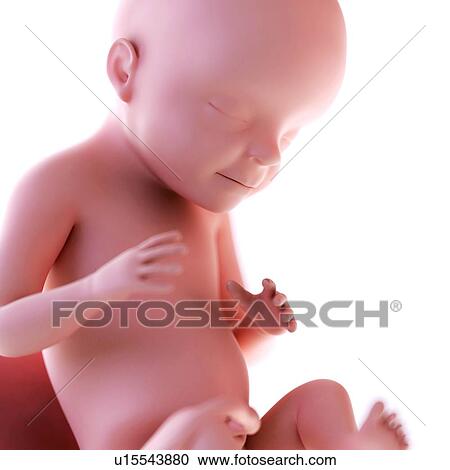 Human foetus age 28 weeks View Large Photo Image Stock Image - Human foetus age 28 weeks. Fotosearch