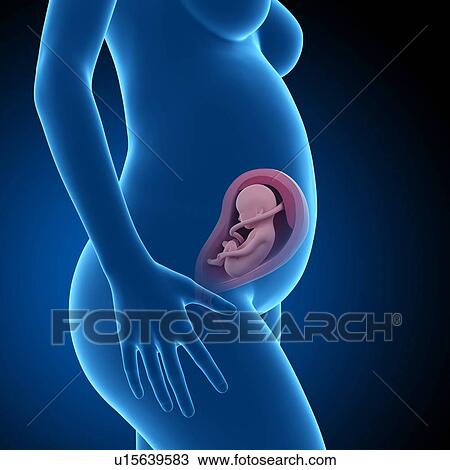 Stock Image - Human foetus age 28 weeks. Fotosearch