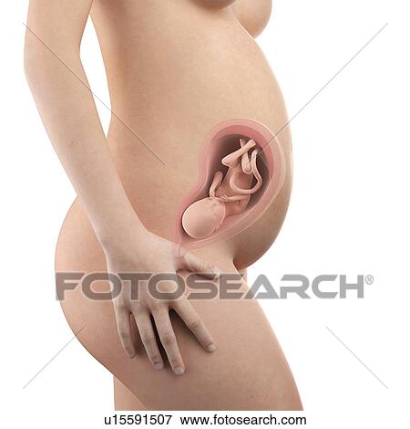 Stock Photo - Human foetus age 28 weeks. Fotosearch