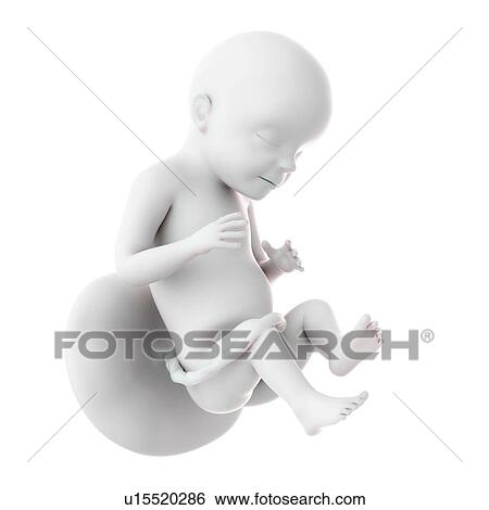 Human foetus age 28 weeks View Large Photo Image Stock Photograph - Human foetus age 28 weeks. Fotosearch