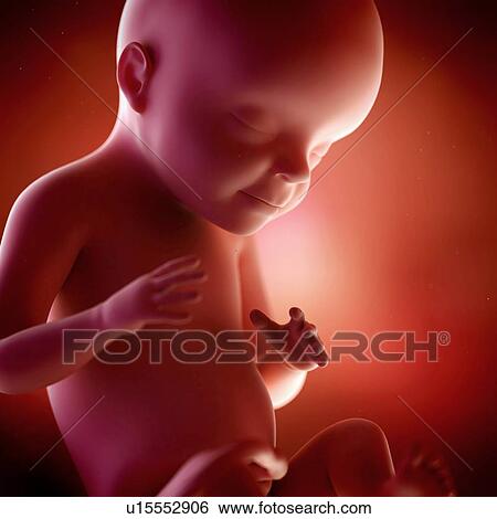 Stock Photograph - Human foetus age 28 weeks. Fotosearch