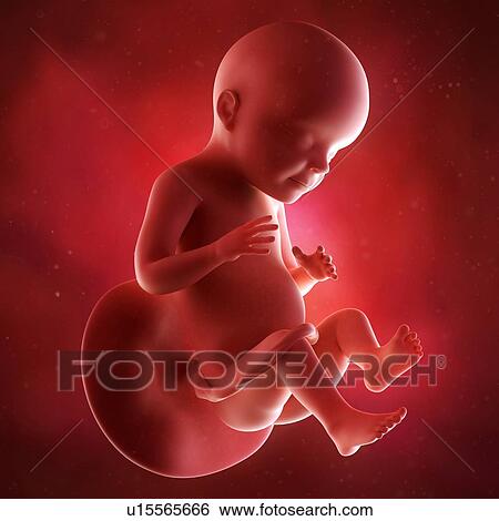 Stock Photograph - Human foetus age 28 weeks. Fotosearch