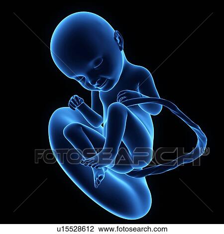 Human foetus age 29 weeks View Large Photo Image Stock Image - Human foetus age 29 weeks. Fotosearch