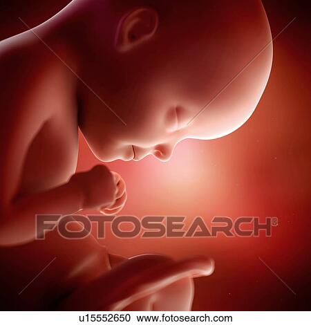 Stock Image - Human foetus age 29 weeks. Fotosearch