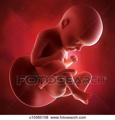 Stock Photo - Human foetus age 29 weeks. Fotosearch