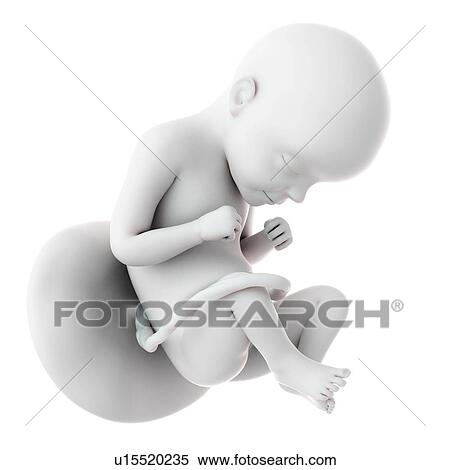 Stock Photography - Human foetus age 29 weeks. Fotosearch