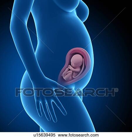 Stock Photography - Human foetus age 29 weeks. Fotosearch