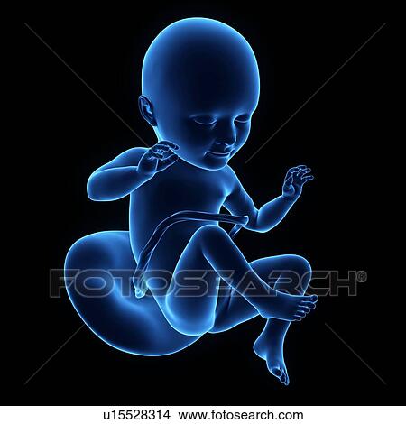 Picture - Human foetus age 30 weeks. Fotosearch