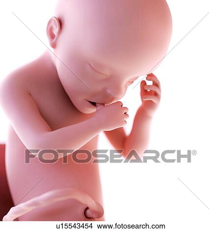 Picture - Human foetus age 30 weeks. Fotosearch
