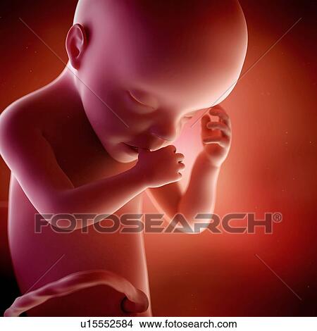 Human foetus age 30 weeks View Large Photo Image Picture - Human foetus age 30 weeks. Fotosearch