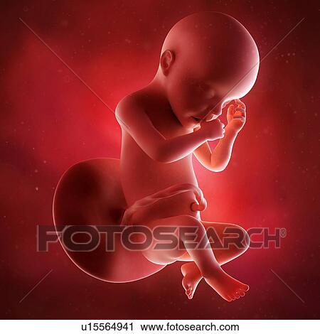 Stock Image - Human foetus age 30 weeks. Fotosearch