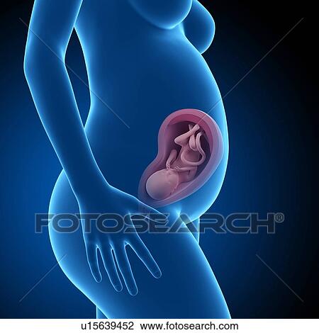 Human foetus age 30 weeks View Large Photo Image Stock Image - Human foetus age 30 weeks. Fotosearch