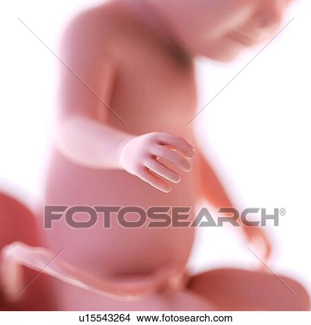 Human foetus age 31 weeks View Large Photo Image Picture - Human foetus age 31 weeks. Fotosearch