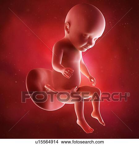 Picture - Human foetus age 31 weeks. Fotosearch