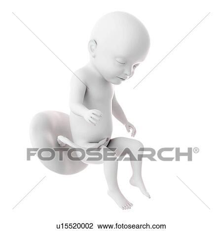 Human foetus age 31 weeks View Large Photo Image Stock Image - Human foetus age 31 weeks. Fotosearch